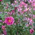 Anemone x hybrida 'Margarete' – Hibrid szellőrózsa