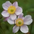 Anemone hupehensis 'Ouvertüre' – Őszi szellőrózsa; kínai szellőrózsa