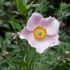 Anemone hupehensis 'Ouvertüre' – Őszi szellőrózsa; kínai szellőrózsa