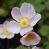 Anemone hupehensis 'Ouvertüre' – Őszi szellőrózsa; kínai szellőrózsa