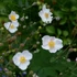 Anemone hupehensis 'Ouvertüre' – Őszi szellőrózsa; kínai szellőrózsa