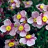 Anemone hupehensis 'Praecox' – Őszi szellőrózsa, kínai szellőrózsa