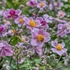 Anemone hupehensis 'Praecox' – Őszi szellőrózsa, kínai szellőrózsa
