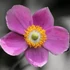 Anemone hupehensis 'Praecox' – Őszi szellőrózsa, kínai szellőrózsa