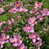 Anemone hupehensis 'Praecox' – Őszi szellőrózsa, kínai szellőrózsa
