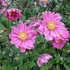 Anemone hupehensis 'Prinz Heinrich' – Őszi szellőrózsa, kínai szellőrózsa
