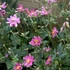 Anemone hupehensis 'Prinz Heinrich' – Őszi szellőrózsa, kínai szellőrózsa