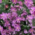 Anemone hupehensis 'Prinz Heinrich' – Őszi szellőrózsa, kínai szellőrózsa