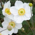 Anemone × hybrida 'Honorine Jobert' - Szellőrózsa