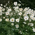 Anemone × hybrida 'Honorine Jobert' - Szellőrózsa