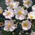 Anemone × hybrida 'Honorine Jobert' - Szellőrózsa