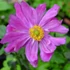 Anemone × hybrida 'Pamina' - Szellőrózsa