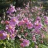 Anemone × hybrida 'Pamina' - Szellőrózsa