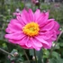 Anemone × hybrida 'Pamina' - Szellőrózsa