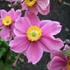 Anemone × hybrida 'Serenade' - Szellőrózsa