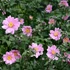 Anemone × hybrida 'Serenade' - Szellőrózsa