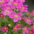 Anemone x lesseri 'Spring Beauty Pink' – Szellőrózsa