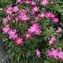 Anemone x lesseri 'Spring Beauty Pink' – Szellőrózsa