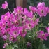 Anemone x lesseri 'Spring Beauty Pink' – Szellőrózsa