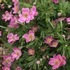 Anemone x lesseri 'Spring Beauty Pink' – Szellőrózsa