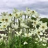 Anemone x lesseri 'Spring Beauty White' – Szellőrózsa