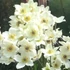 Anemone x lesseri 'Spring Beauty White' – Szellőrózsa