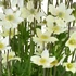 Anemone x lesseri 'Spring Beauty White' – Szellőrózsa