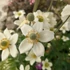 Anemone x lesseri 'Spring Beauty White' – Szellőrózsa