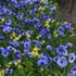Anemone 'Mr. Fokker' - Koronás szellőrózsa