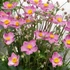 Anemone tomentosa 'Royal Blush'® – Szellőrózsa
