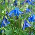 Aquilegia alpina 'Navy Blue' - Havasi harangláb