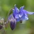 Aquilegia alpina 'Navy Blue' - Havasi harangláb
