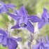 Aquilegia alpina 'Navy Blue' - Havasi harangláb