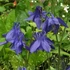Aquilegia alpina 'Navy Blue' - Havasi harangláb