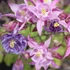 Aquilegia 'Biedermeier' - Harangláb (színkeverék)