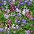 Aquilegia 'Biedermeier' - Harangláb (színkeverék)