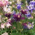 Aquilegia 'Biedermeier' - Harangláb (színkeverék)