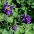 Aquilegia caerulea var. stellata 'Blue Barlow' – Kolorádói harangláb
