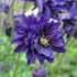 Aquilegia caerulea var. stellata 'Blue Barlow' – Kolorádói harangláb