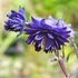 Aquilegia caerulea var. stellata 'Blue Barlow' – Kolorádói harangláb