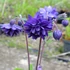 Aquilegia caerulea var. stellata 'Blue Barlow' – Kolorádói harangláb