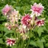 Aquilegia 'Nora Barlow' - Harangláb