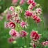 Aquilegia 'Nora Barlow' - Harangláb
