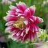 Aquilegia 'Nora Barlow' - Harangláb