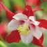 Aquilegia 'Red Hobbit' – Harangláb
