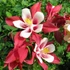 Aquilegia 'Red Hobbit' – Harangláb