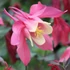 Aquilegia 'Spring Magic Rose and Ivory' - Harangláb