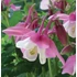 Aquilegia 'Spring Magic Rose and Ivory' - Harangláb