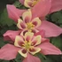 Aquilegia 'Spring Magic Rose and Ivory' - Harangláb