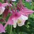 Aquilegia 'Spring Magic Rose and White' – Harangláb (rózsaszín-fehér)